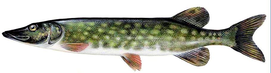 Esox lucius_002.jpg